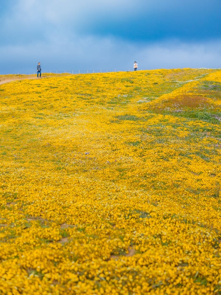 Super Bloom