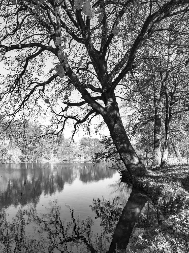 Tree By The Water Black And White