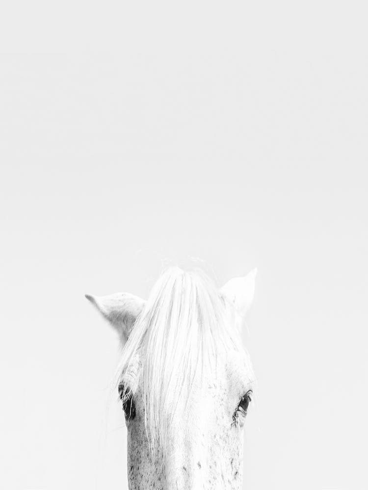 White Horse