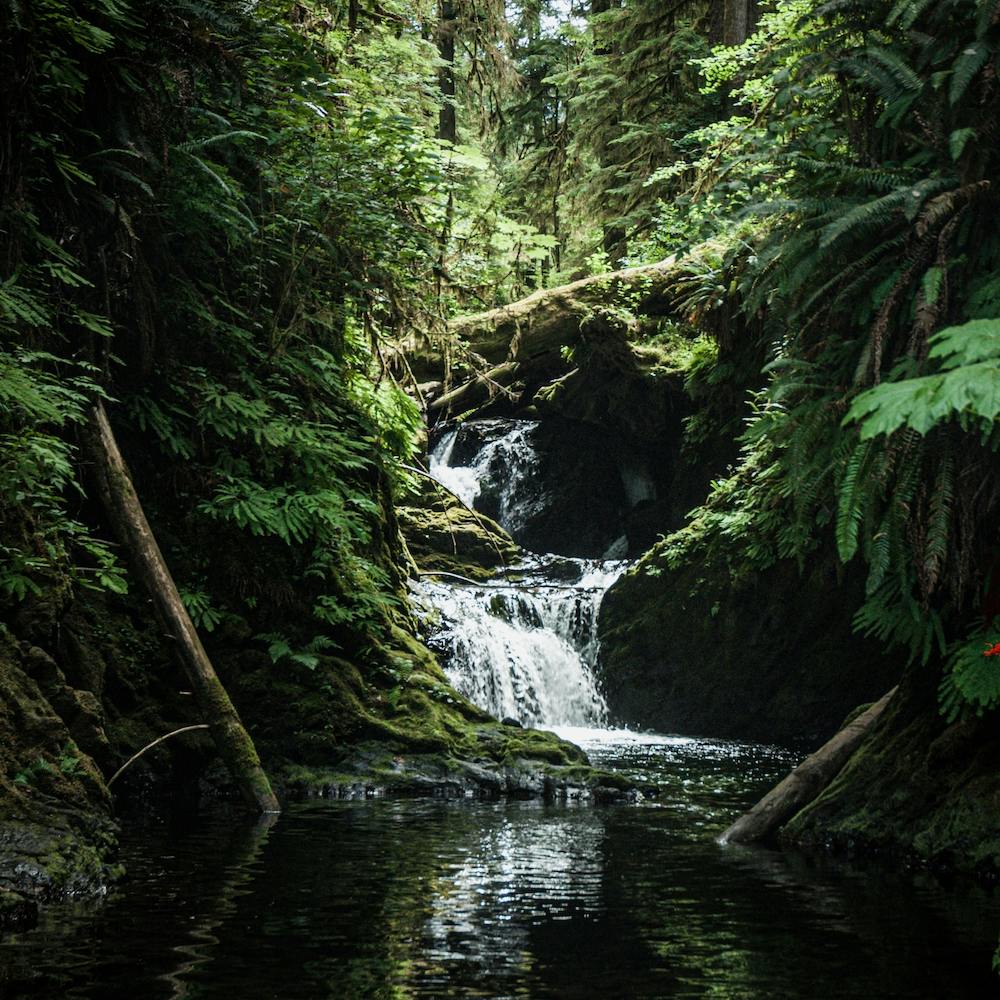 Rainforest Waterfall Square