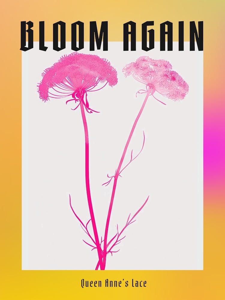 Hot Pink Queen Annes Lace 2 Poster