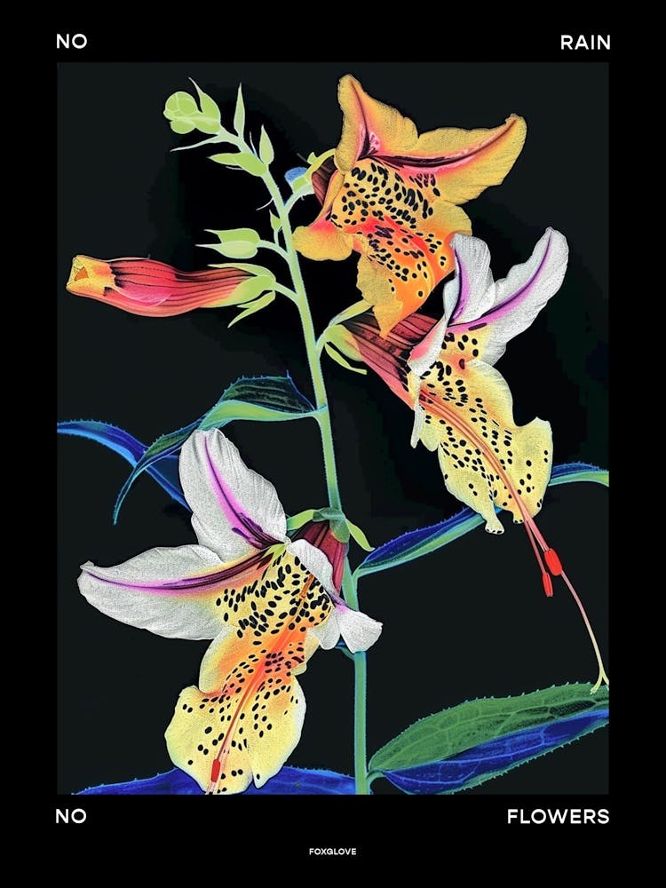 No Rain No Flowers Poster Foxglove 2