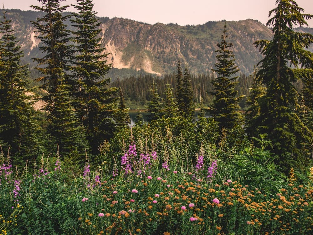 Wildflowers In The Mountains