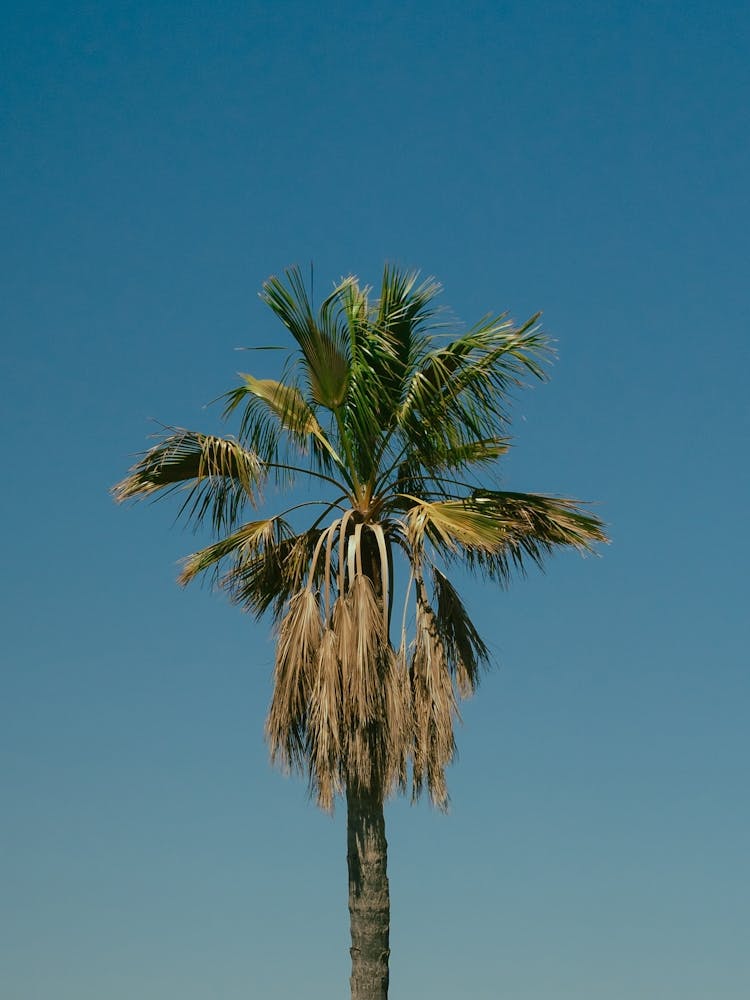 Palm Tree center, Malaga, Spain