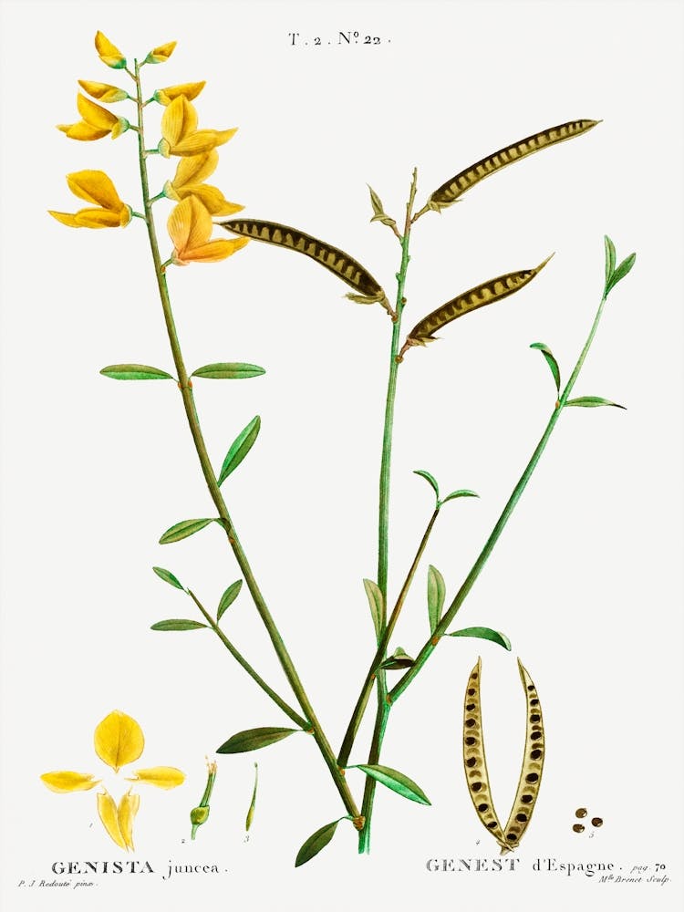 Spanish Broom, Pierre Joseph Redoute