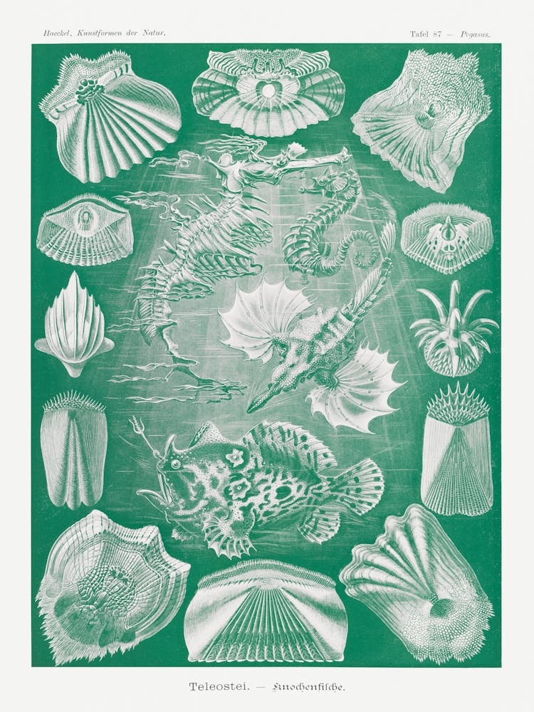 Teleostei–Knochenfische From Kunstformen Der Natur (1904) By Ernst Haeckel