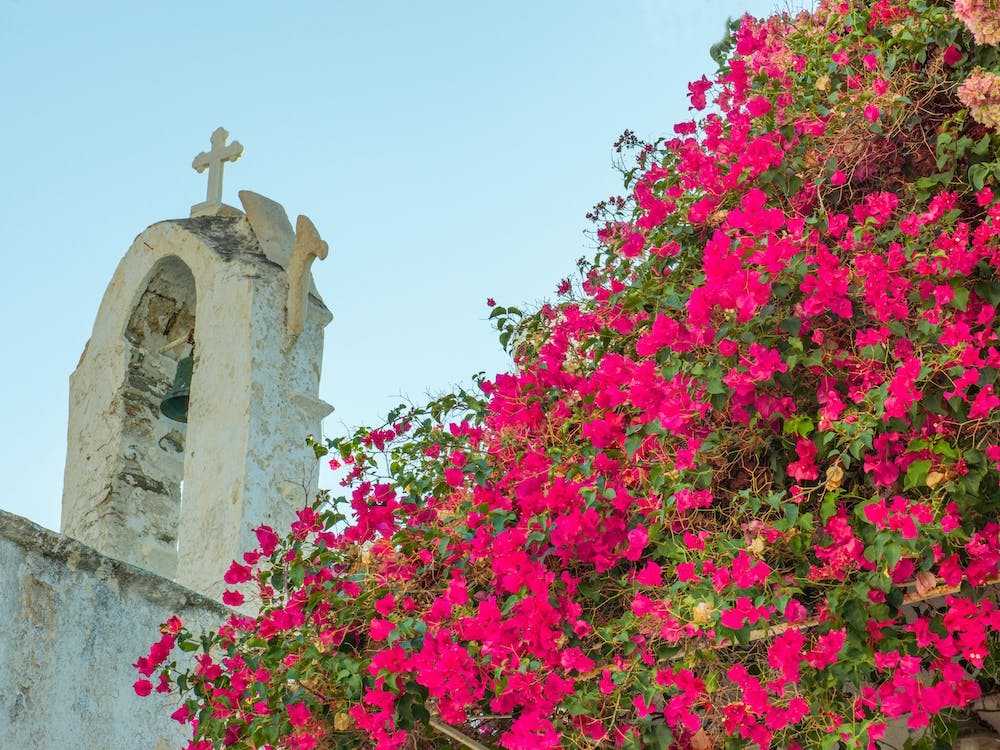 Greek Church And Pink Bougainvillea Flowers