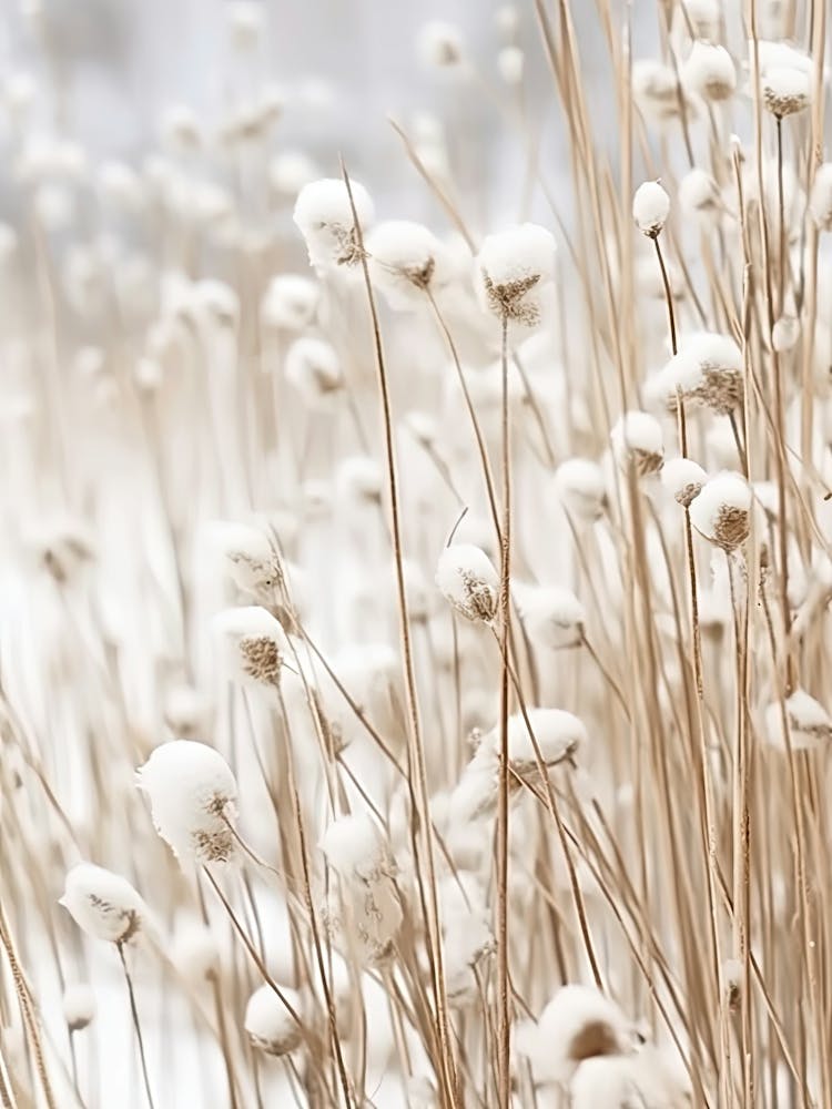 Weiße Blumen Fotografie 1