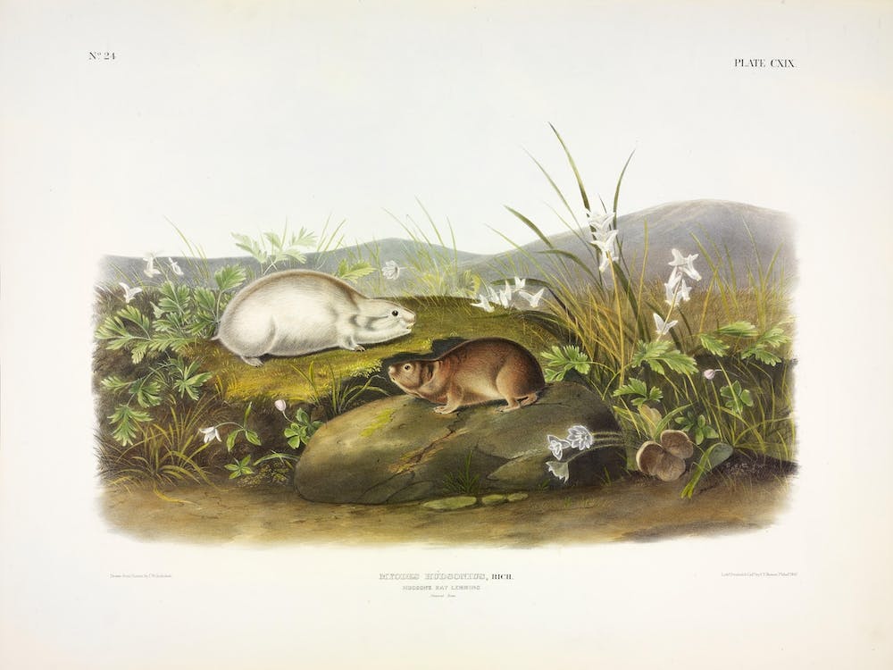 Hudson'S Bay Lemming, John James Audubon