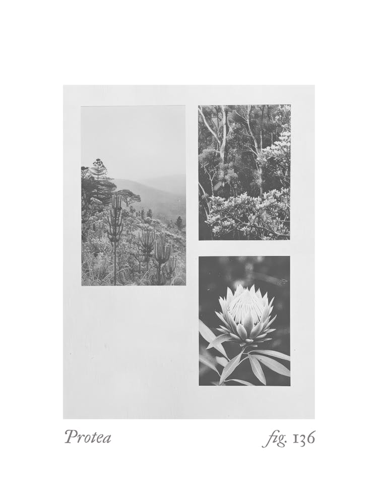 Protea Botanical Collage 2