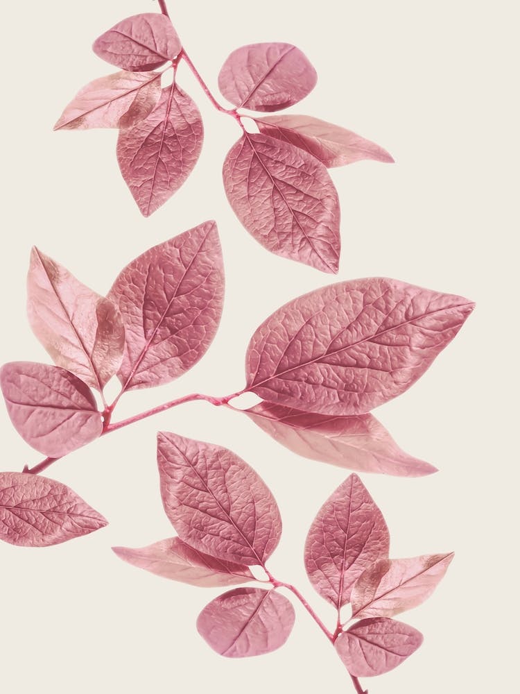 Pink Leaves