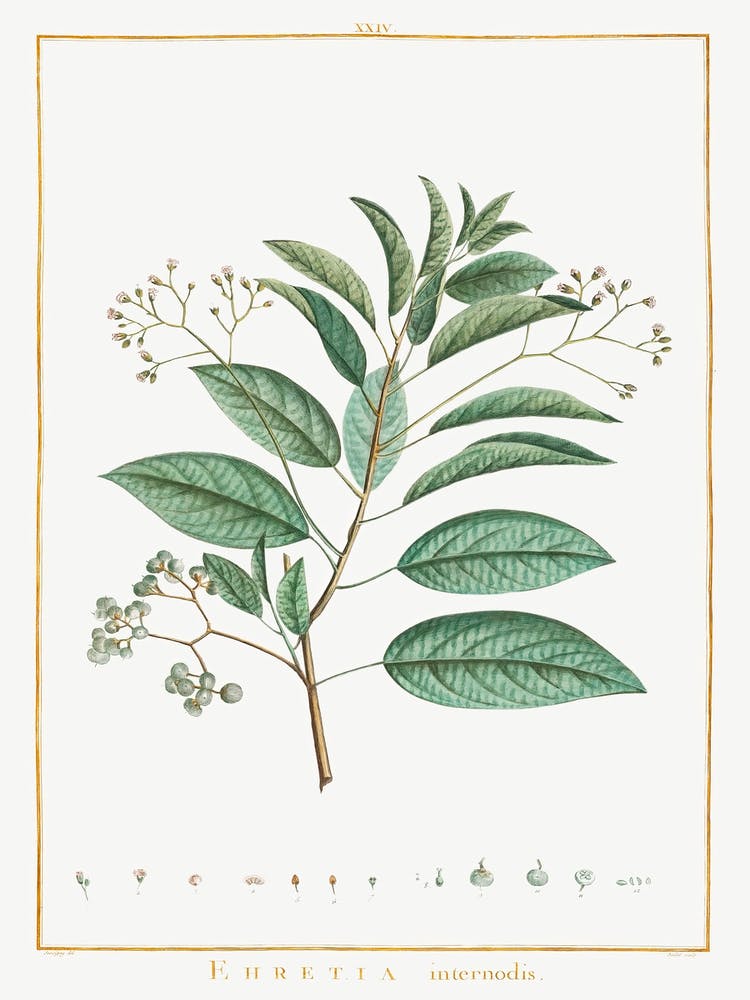 Ehretia Internodis, Pierre Joseph Redoute