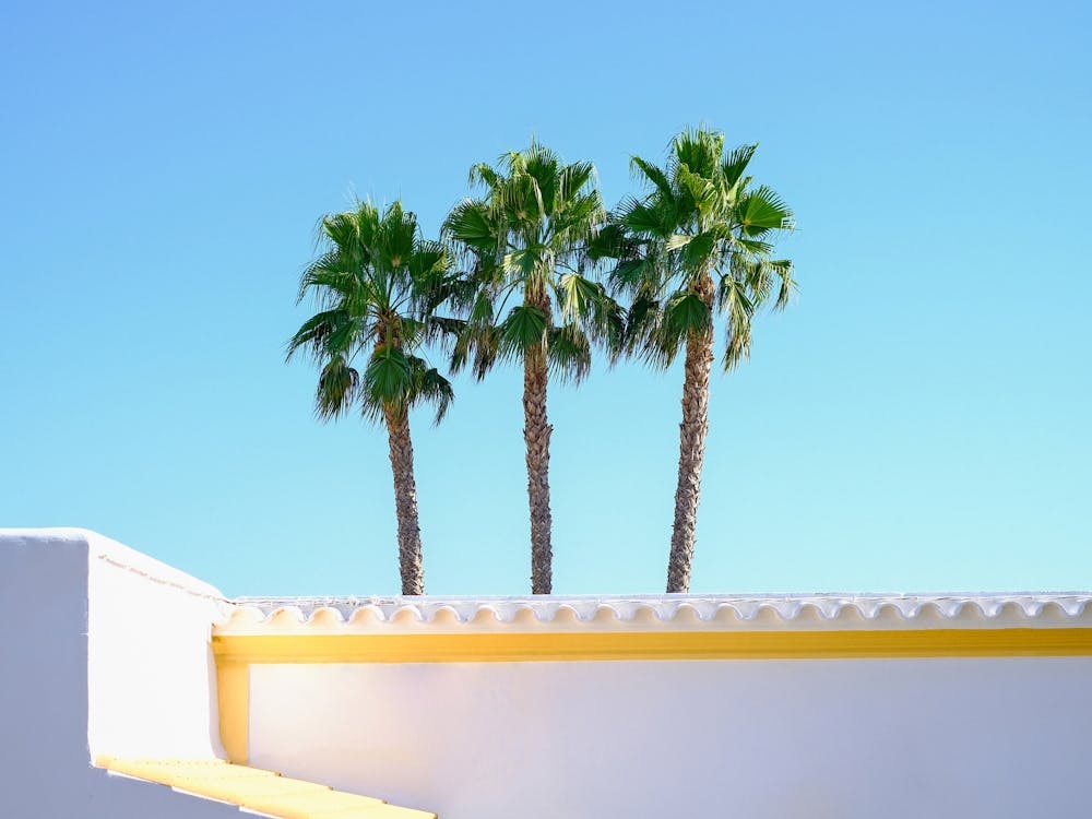 3 Palmtrees in the blue sky // Ibiza Nature & Travel Photography