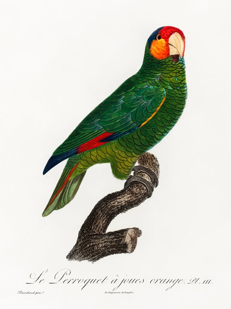 The Red Lored Amazon From Natural History Of Parrots, Francois Levaillant