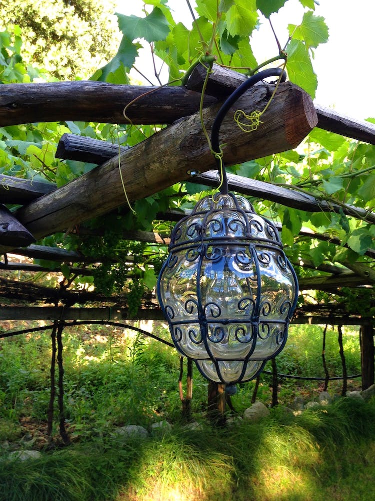 Glass Lantern Hanging From Vines