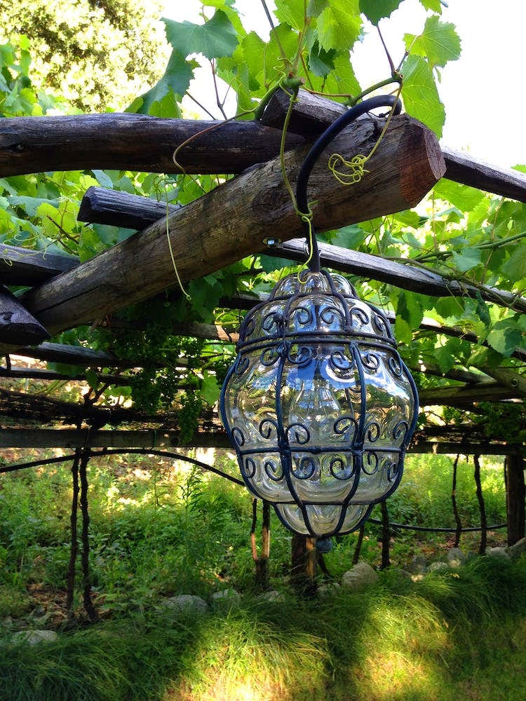 Glass Lantern Hanging From Vines