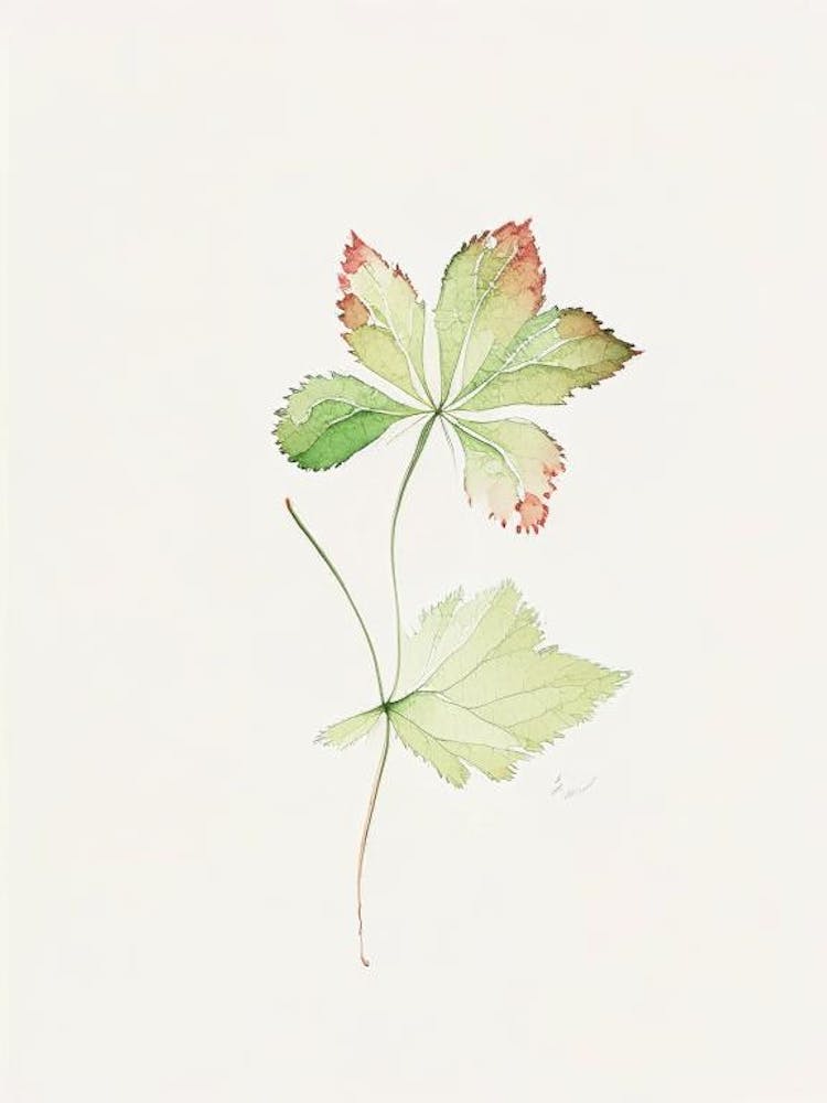 Wild Strawberry Leaf Minimalist Watercolour 2