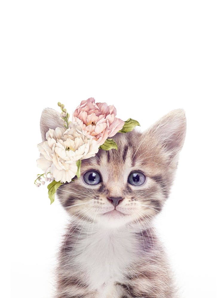 Peekaboo Floral Tabby Kitten