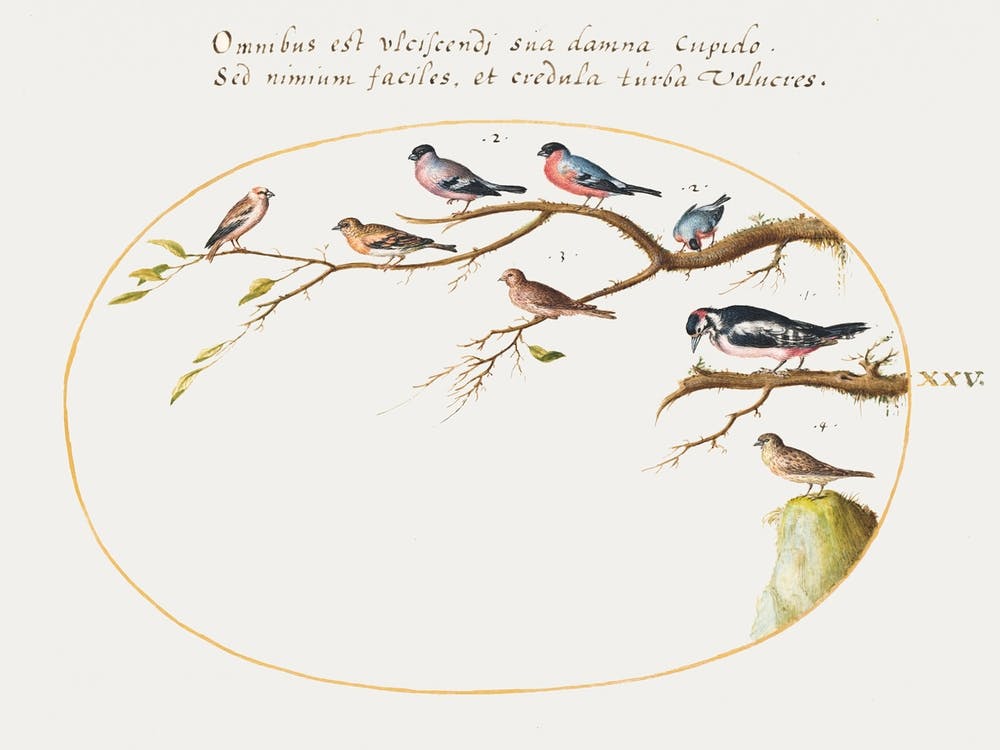 Great Spotted Woodpecker, Bullfinches, Sparrows, And Other Birds (1575–1580), Joris Hoefnagel