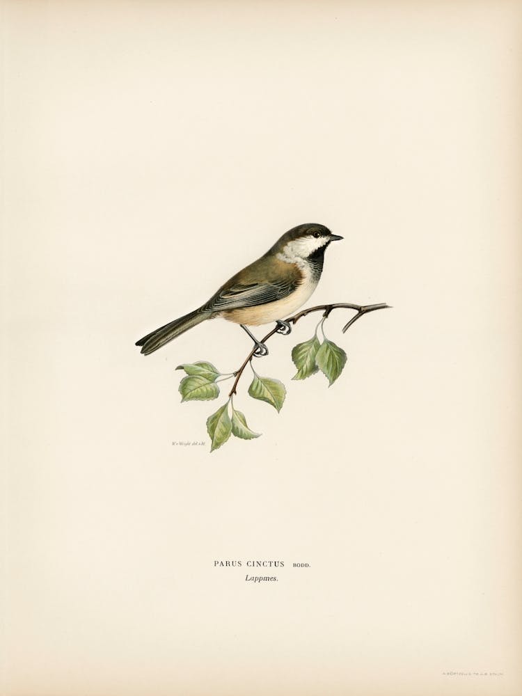 Lappmes (Parus Cinctus), The Von Wright Brothers