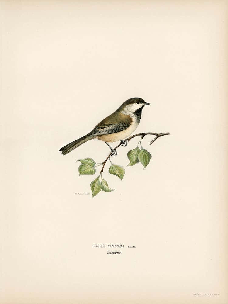 Lappmes (Parus Cinctus), The Von Wright Brothers