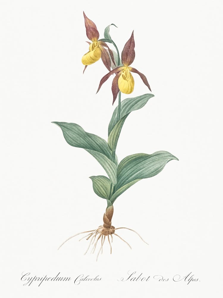 Lady S Slipper Orchid, Pierre Joseph Redoute