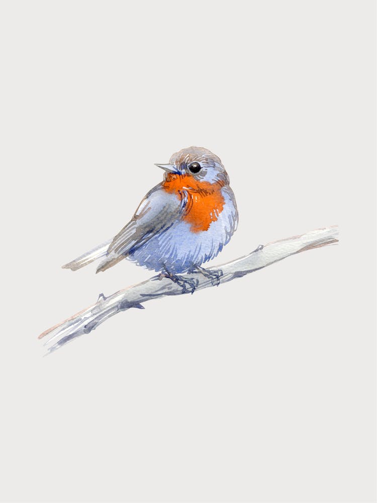 Robin 1