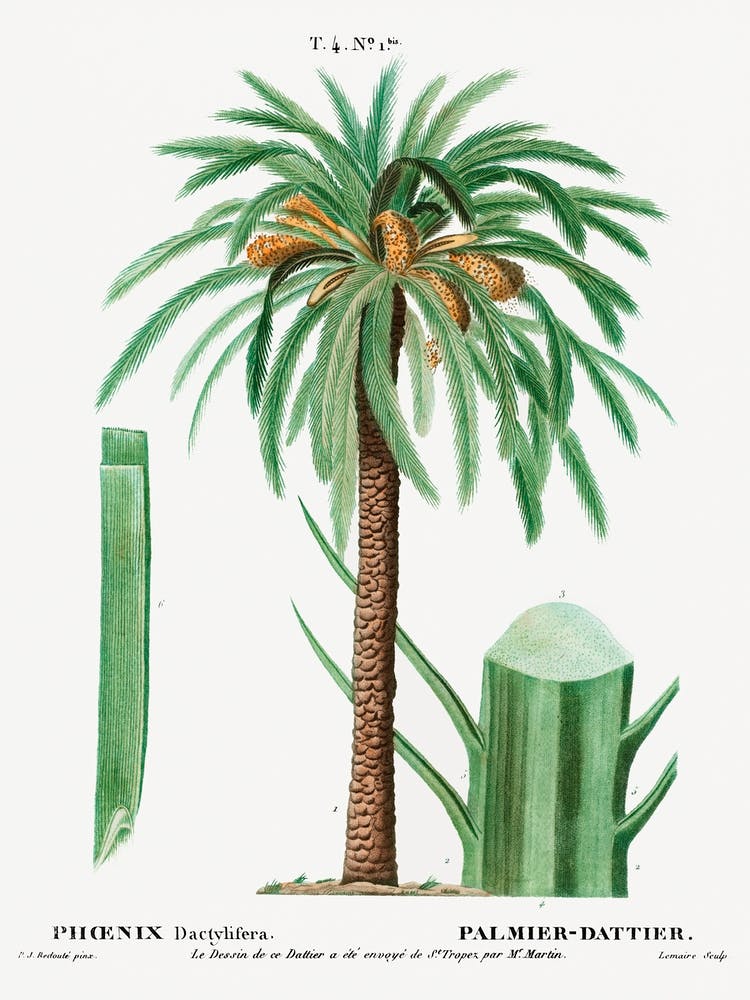 Date Palm, Pierre Joseph Redoute 1