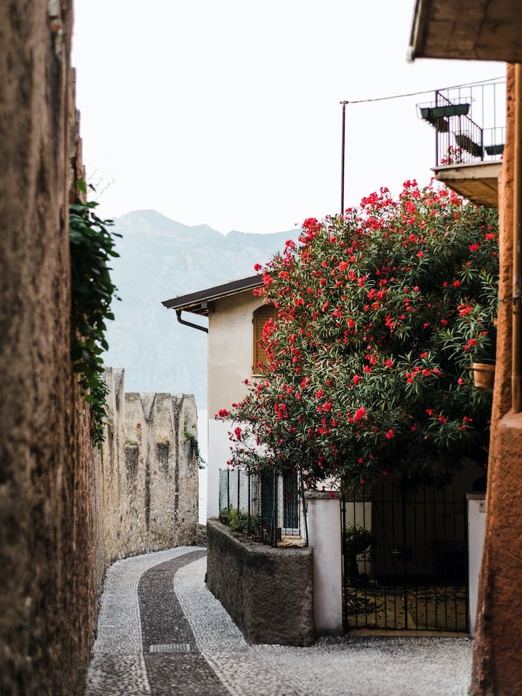 Alte italienische Straße mit rotblühendem Baum in der Nähe des Gardasees, Reisefotografie