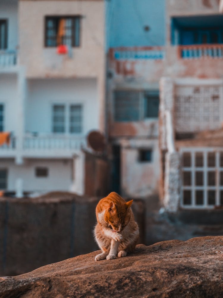 Cat in the surftown of Taghazout, Morocco | Streetphotography