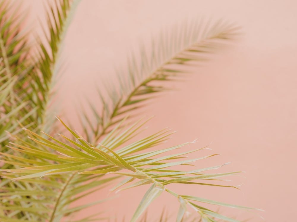 Palm Tree On A Pink Wall In Morocco