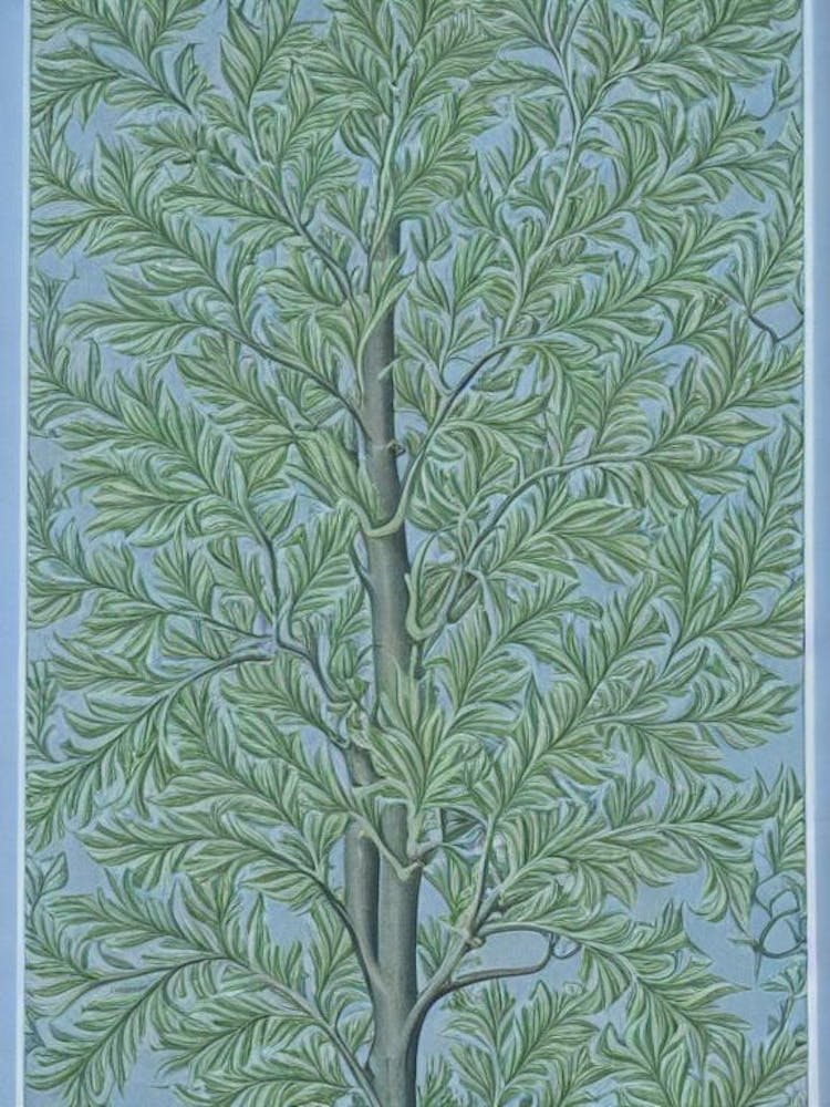 Amerikanische Ulme 2 Baum Vintage Botanisch