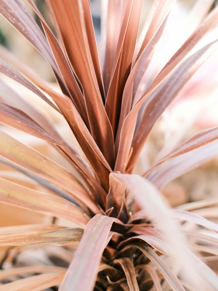 Pink Agave Leaves // Ibiza Nature Photography