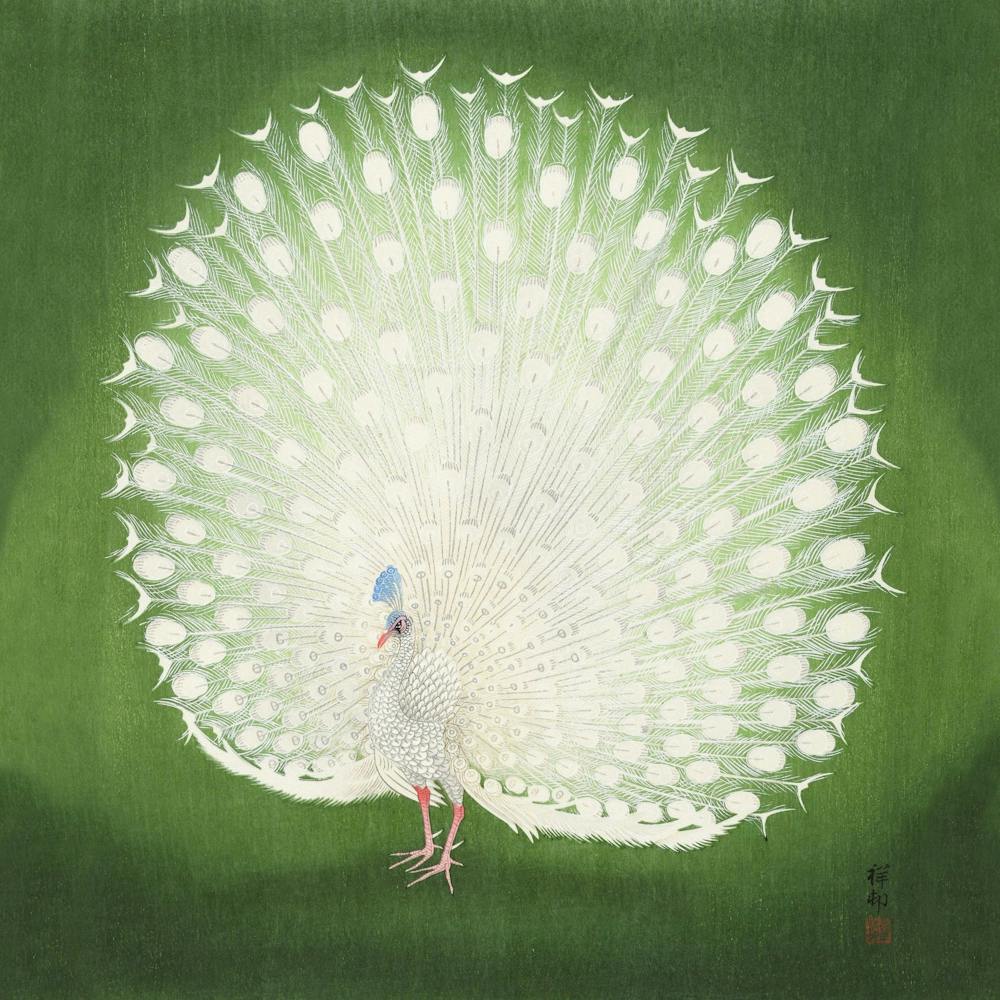 Peacock