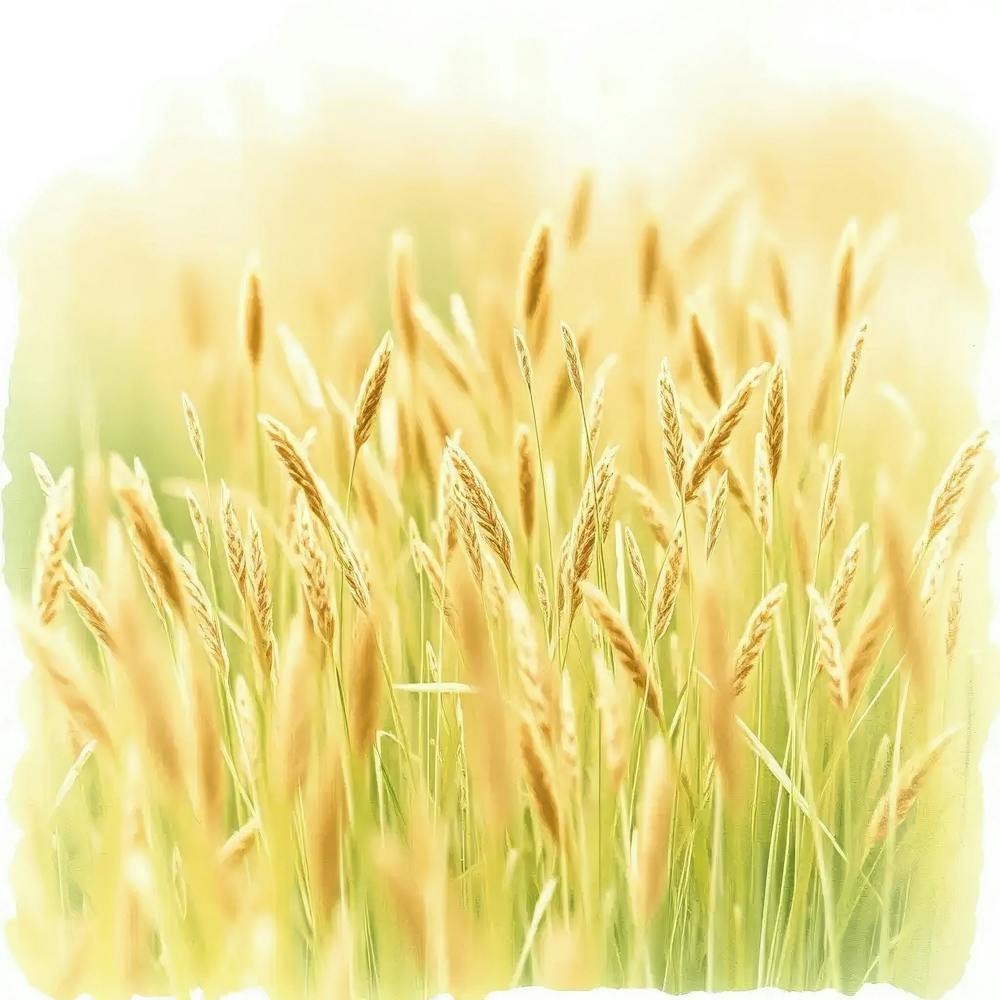 Wheat Field 2