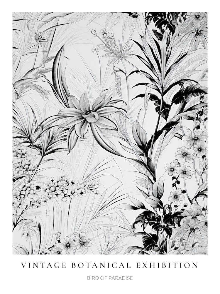 Bird Of Paradise B&W Vintage Botanical Poster