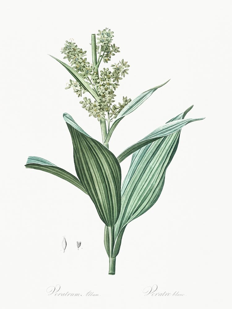 False Helleborine Illustration From Les Liliacées (1805), Pierre Joseph Redoute