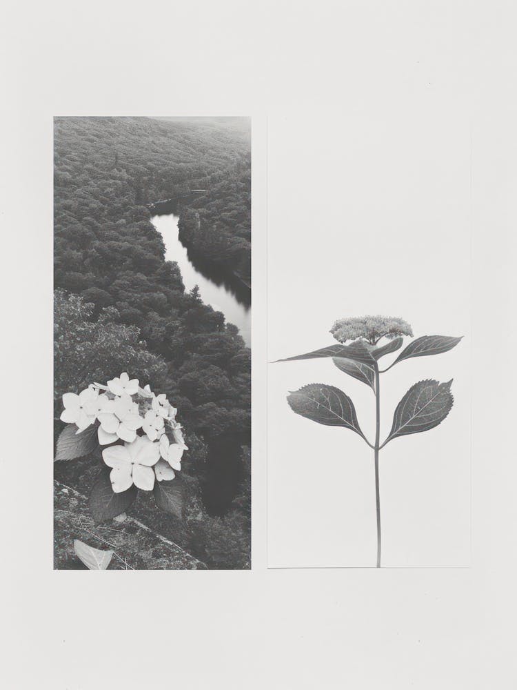 Hydrangea Flower Photo Collage 4