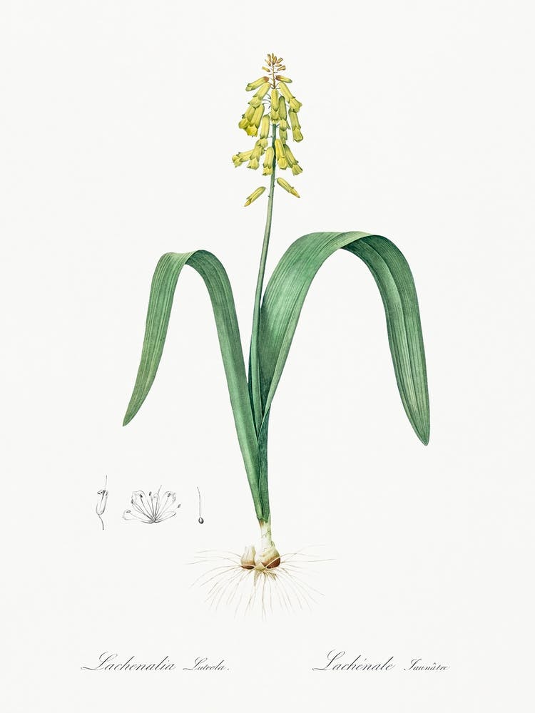 Opal Flower Illustration From Les Liliacées (1805), Pierre Joseph Redoute