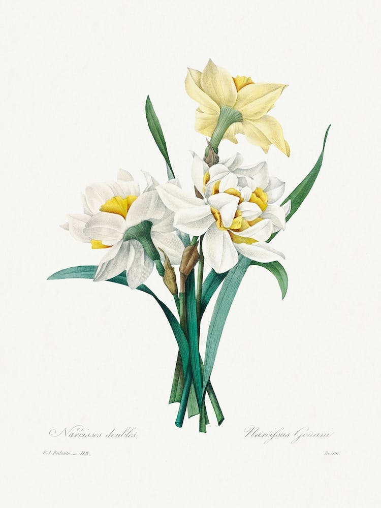Gefüllte Narzisse, Pierre Joseph Redouté