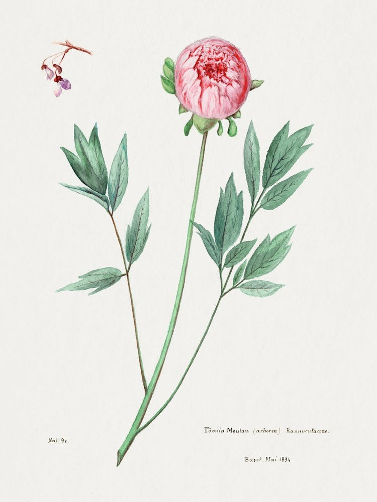 Moutan Peony, Familie Der Cacteen
