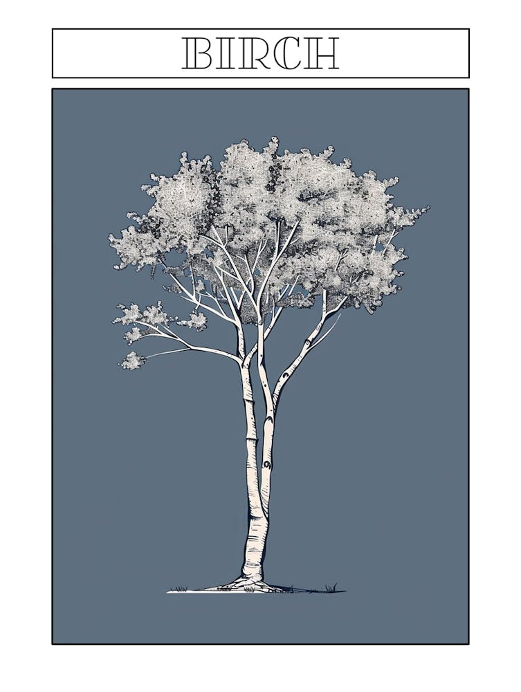 Birch Tree Minimalistic Drawing 2 Poster
