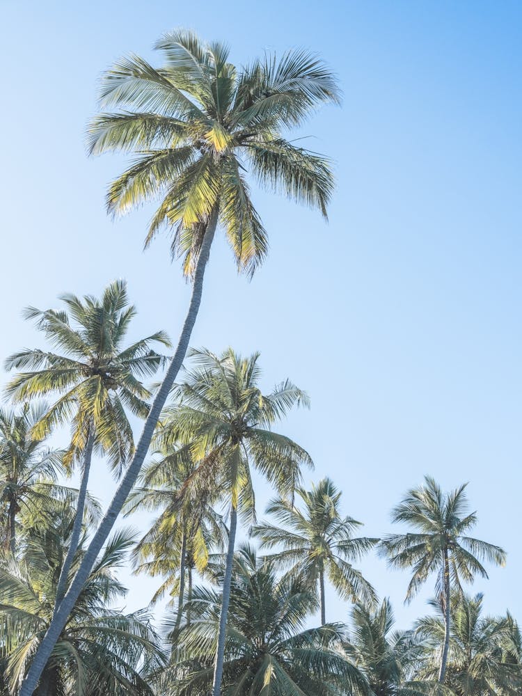 Palm Trees On A Tropical Beach In Sri Lanka
