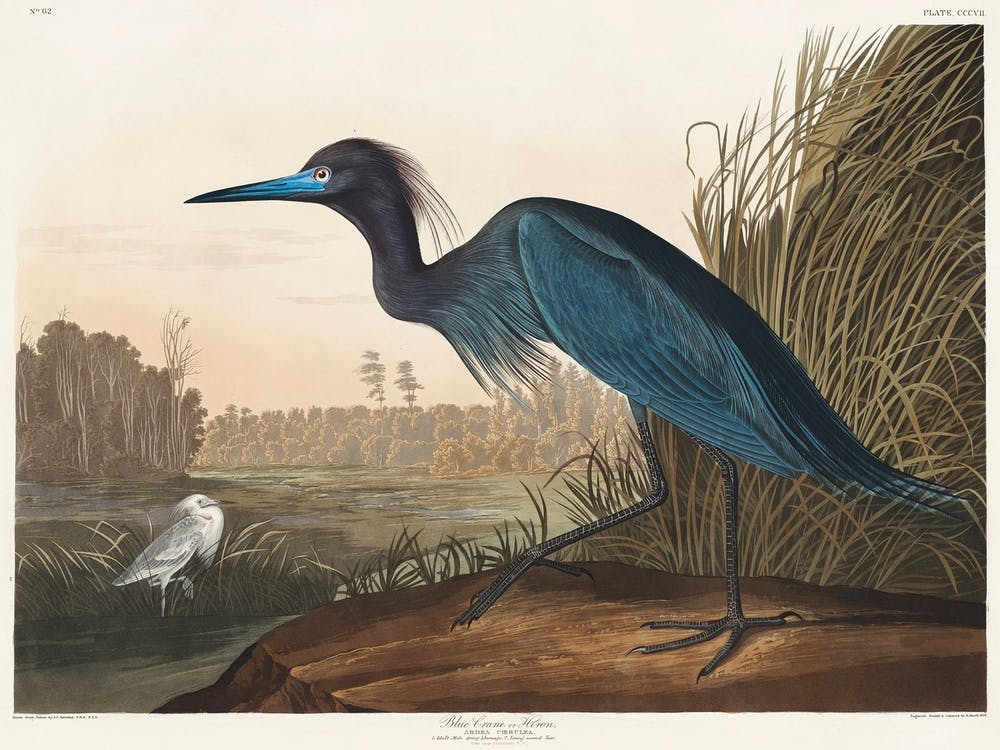 Blue Crane