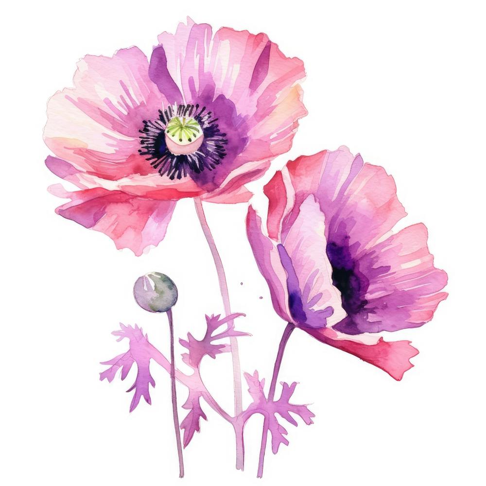 Watercolor Poppies 1