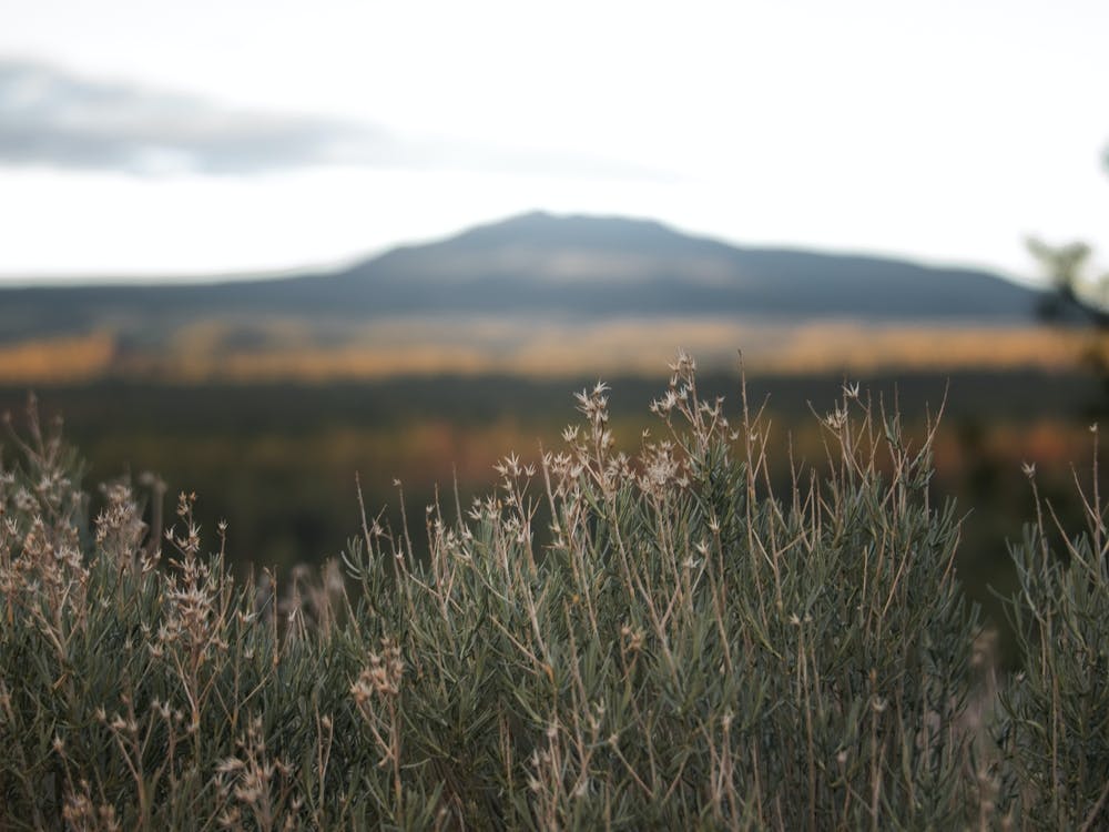 Autumn In The Mountains Wall Decor