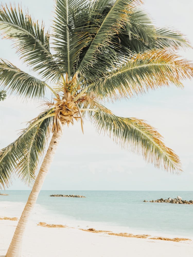 Palm Tree On Beach