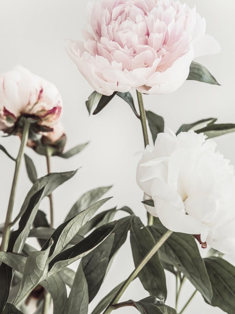 Poppies_2314090