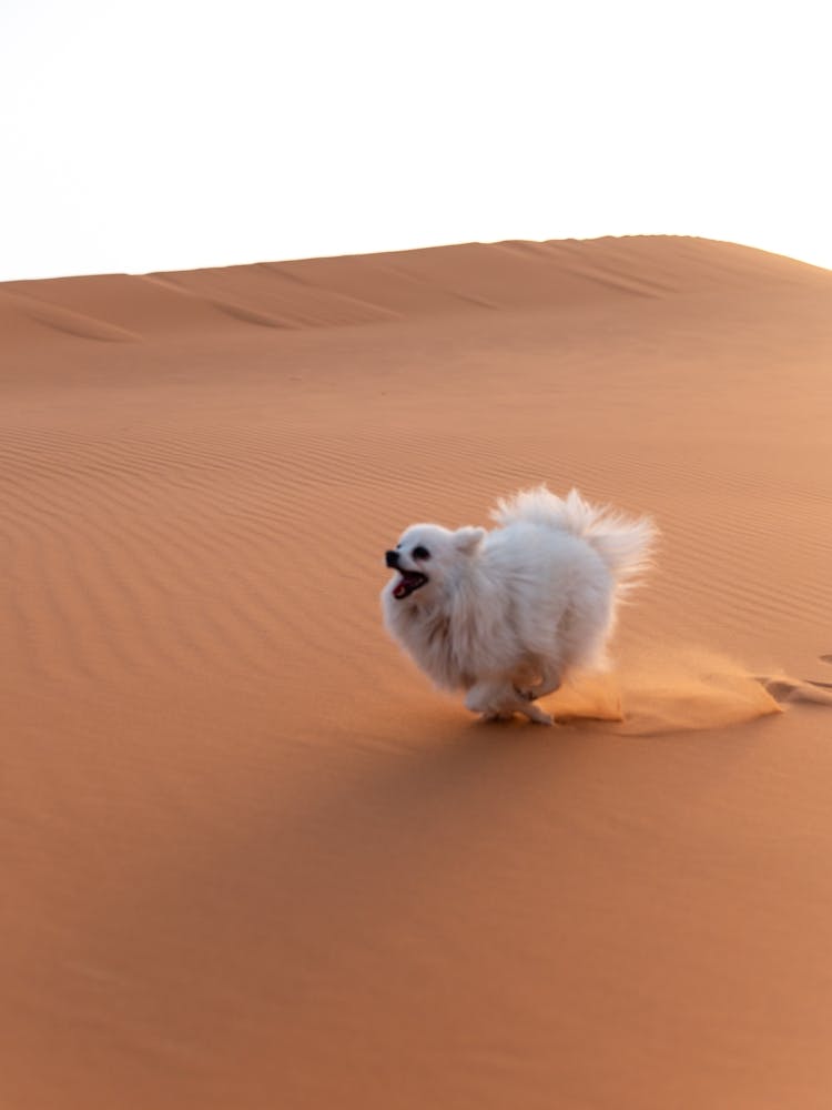 Dog running in the Sahara desert, Morocco