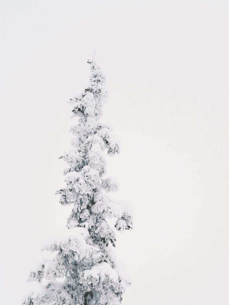 Snow Covered Pine Tree